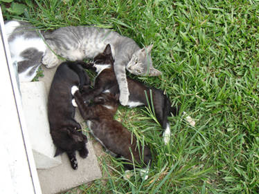 Lazy Babies