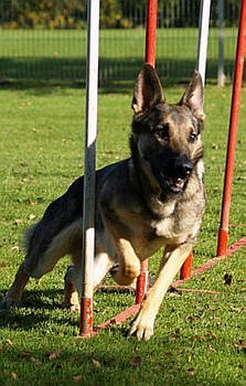 GSD in Slalom