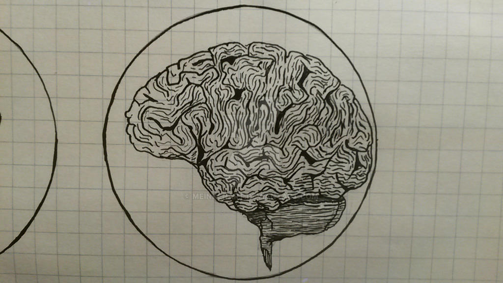 Anatomical Profile of Human Brain by MeinkenArt on DeviantArt