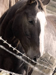 Brown Horse