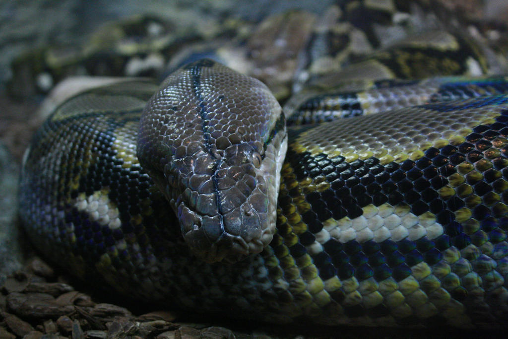 Reticulated Python by Obizu on DeviantArt