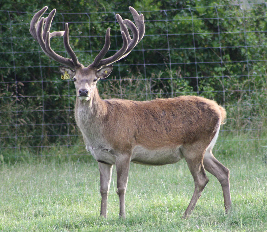 Stag