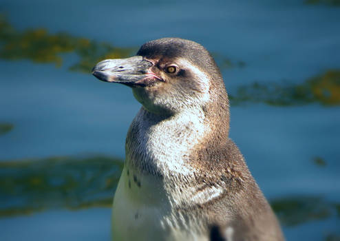 Pinguino