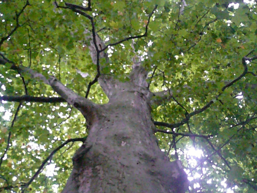 Tree Render Deviantart Tree by Evana96 on DeviantArt