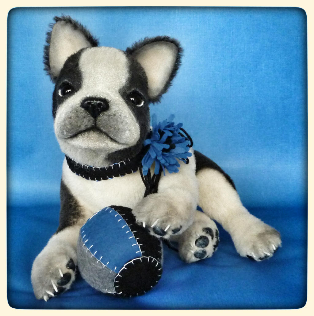 French bulldog puppy VICTOR