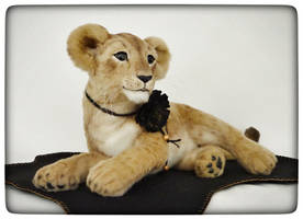 Lion cub ZENITH