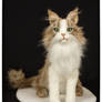 Maine coon kitten PEANUT