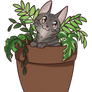 Kitty in a pot