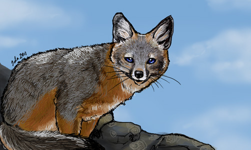 Island fox