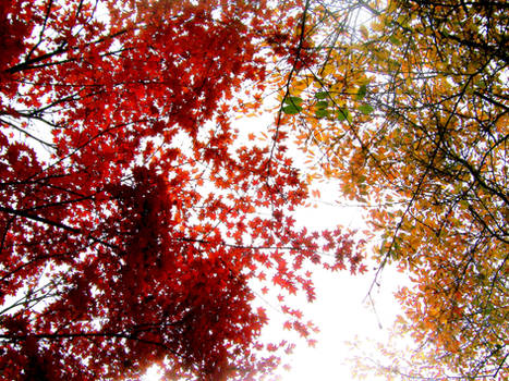 Red and Yellow Tree