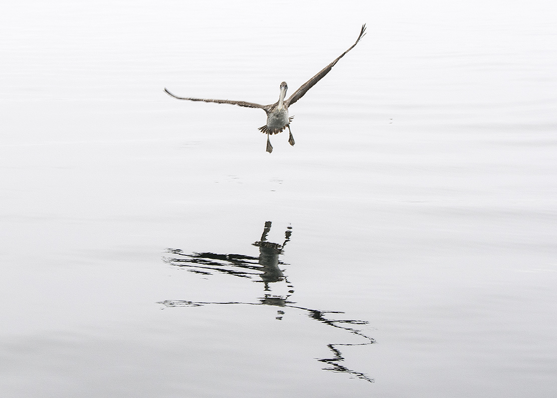 Landing gear down