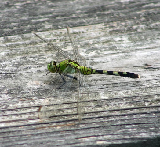 dragonfly