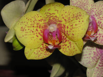 Kenzi Orchid