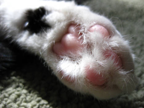 little pink paw