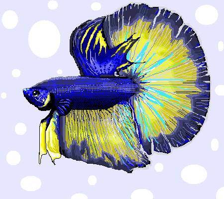 Betta fish