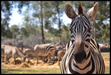 Zebra: Portrait