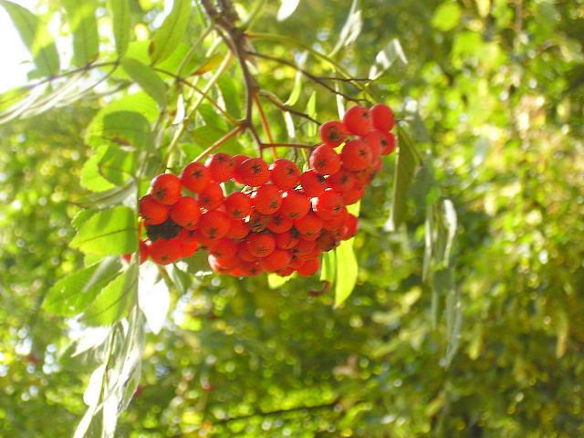 rowan tree by Bluee21 on DeviantArt