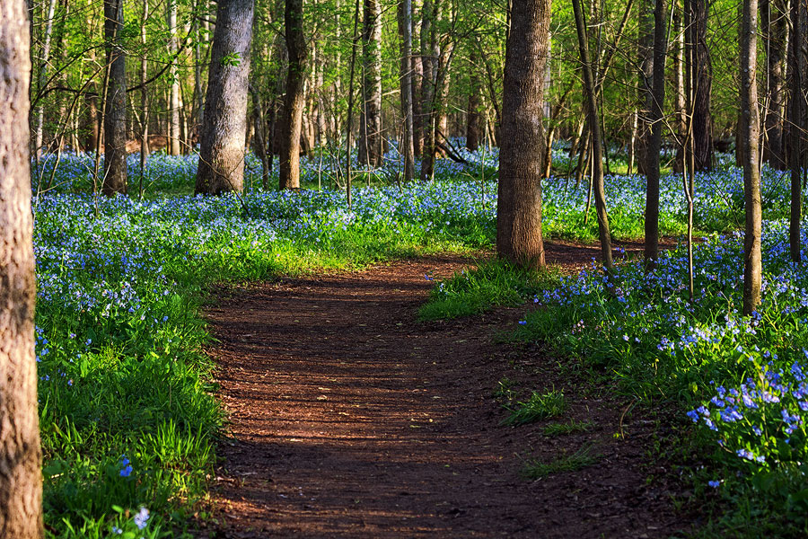 A Walk in the Woods