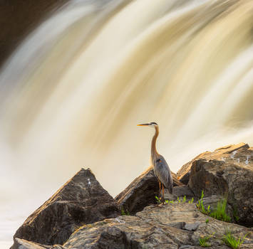 The Great Heron, 2016 by Mashuto