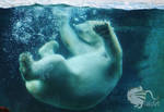 Polar Bear- Splash by TaksArtPhotos