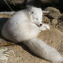 light snooze- Arctic Fox