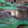 River Otter- Tongue