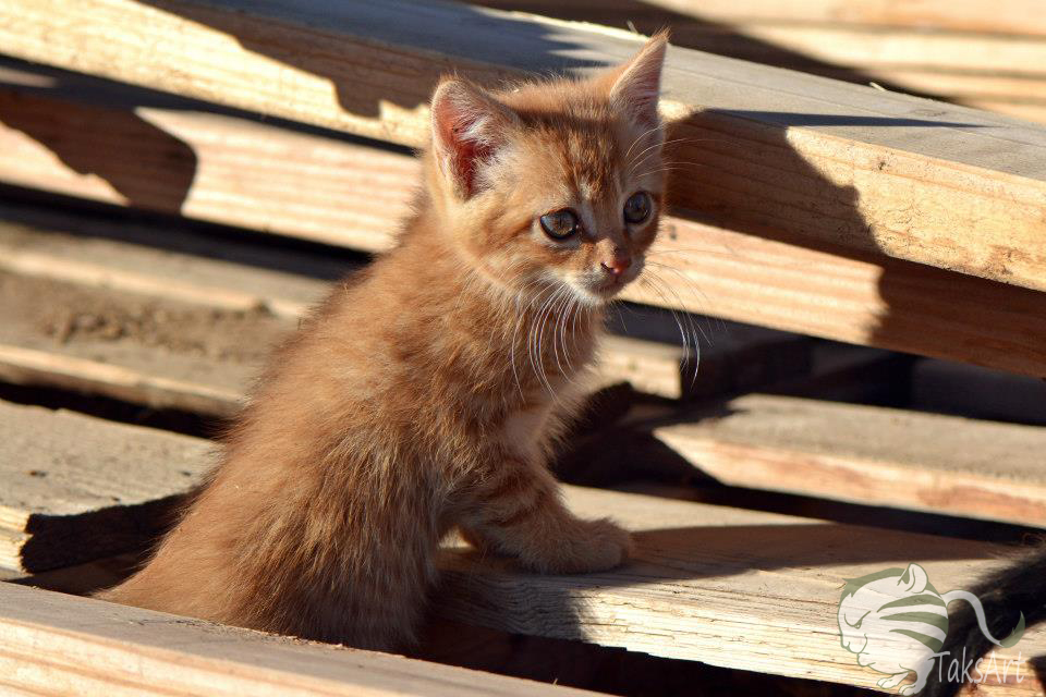 Kitten in a Woodpile