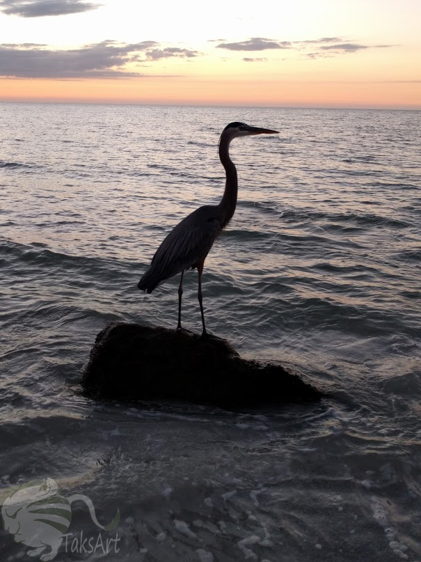 Watching Sunset