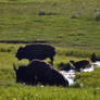 Wild Bison Calf splash