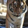 Amur Tiger Approach