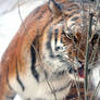 Amur Tiger Hide n Seek