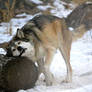 Mexican Gray Wolf Scent Rub