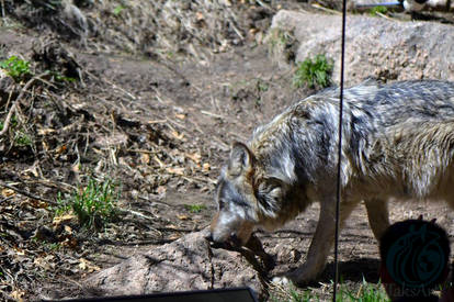 Mexican Gray Wolf- Mouthful