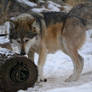 Mexican gray Wolf - Sniff