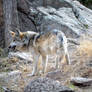 Mexican Gray Wolf - Masadi Snarl