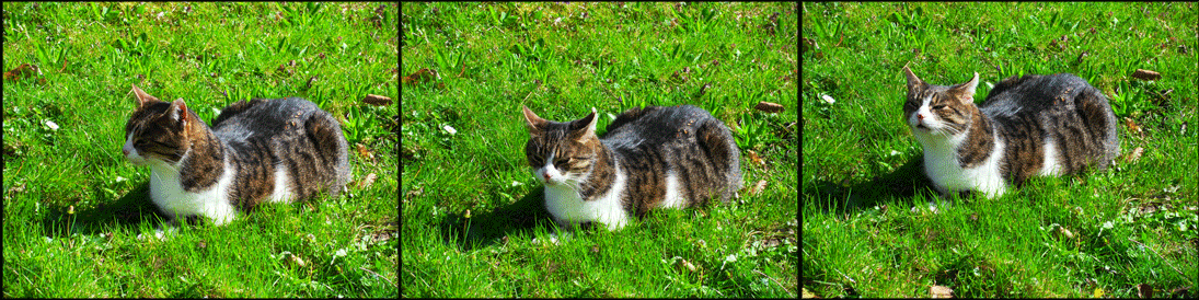 In the grass