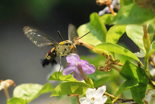 glassy wings