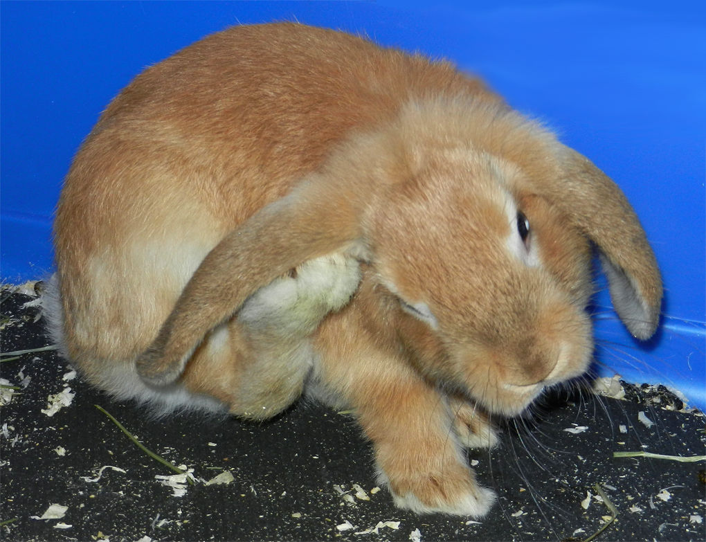 My rabbit by Azurenna on DeviantArt