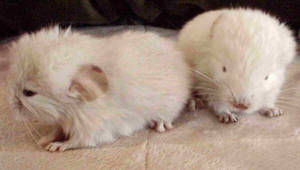 Newborn Chinchillas