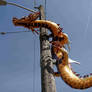 Dragon Up a Telephone Pole