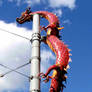 Pole Sitting Dragon