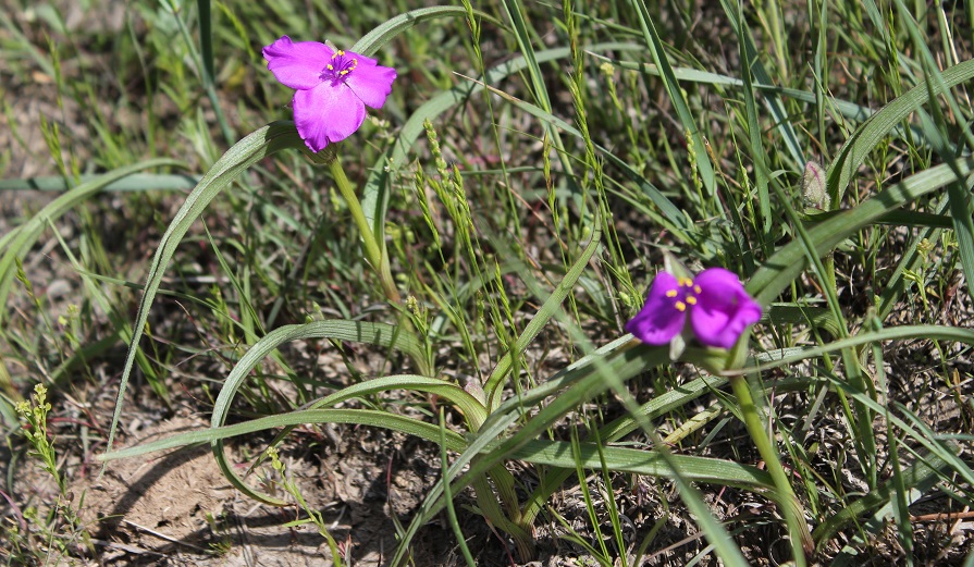 Dakota Wildflowers 3