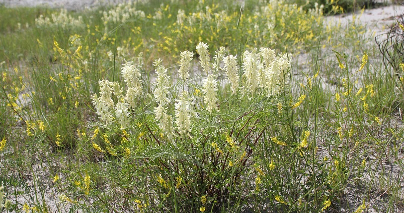 Dakota Wildflowers 6