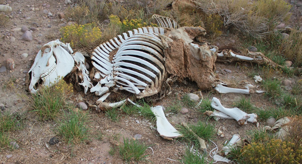 Horse Skeleton Ft. Bridger, WY