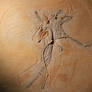 The Thermopolis Archaeopteryx Specimen