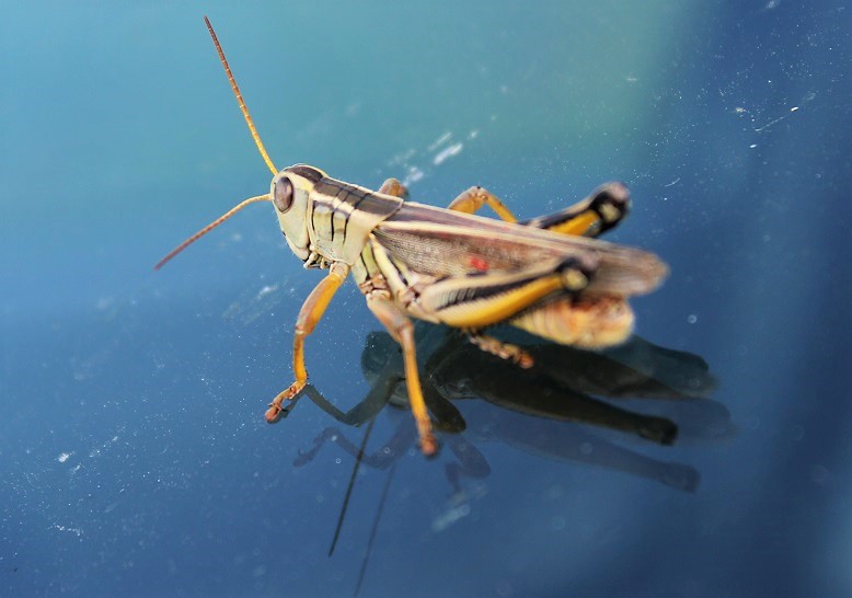 Grasshopper on My Windshield