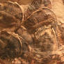 Morrocan Trilobites