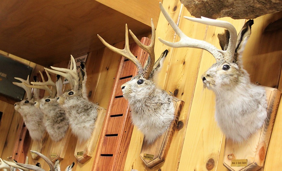 Jackalope Heads