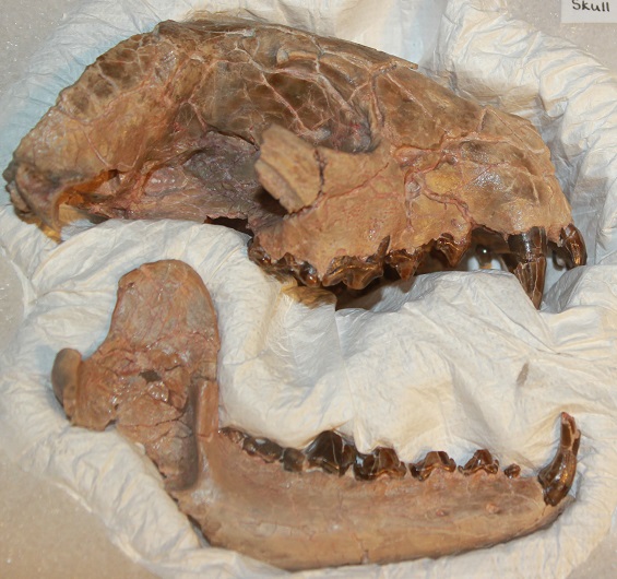 Mesocyon Skull