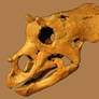 Baby Triceratops Skull Stock